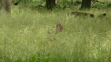 Tiergarten