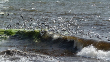 Helgoland